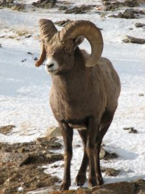 Goat big Banff National Park horn about Calgary Canadian Rockies